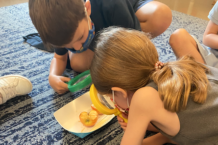 kids examining apples